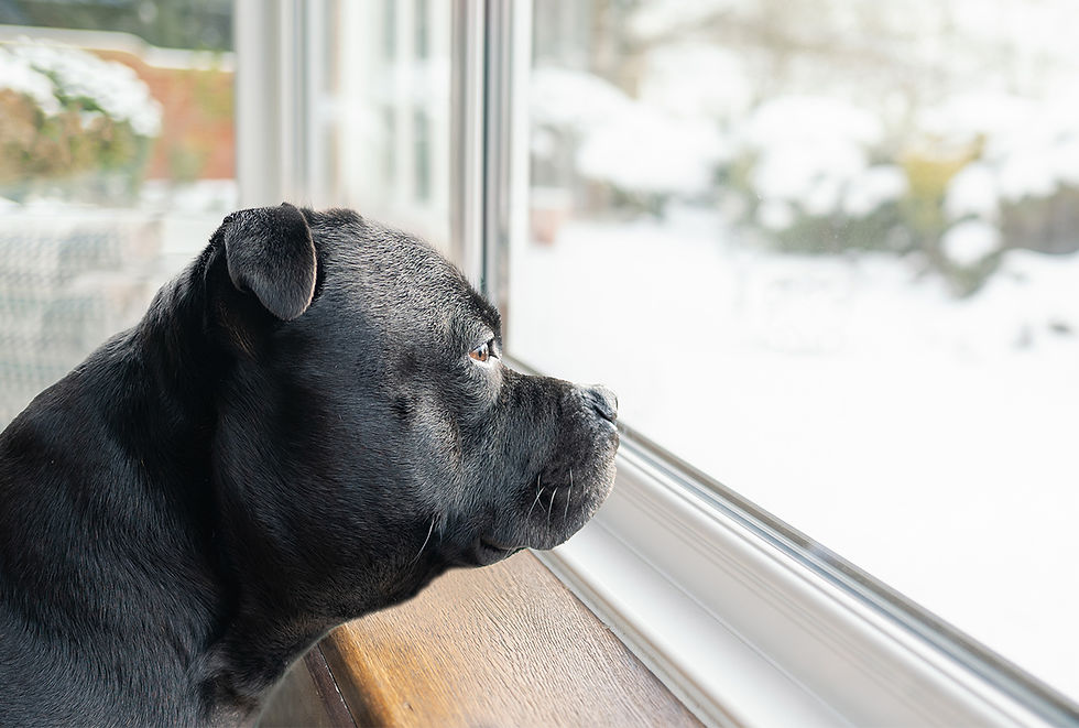A black dog with signs of leptospirosis sits indoors is looking out a window.