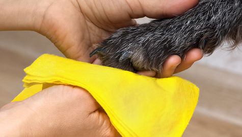 A person wipes a paw with a yellow cloth