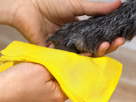 A person wipes a paw with a yellow cloth