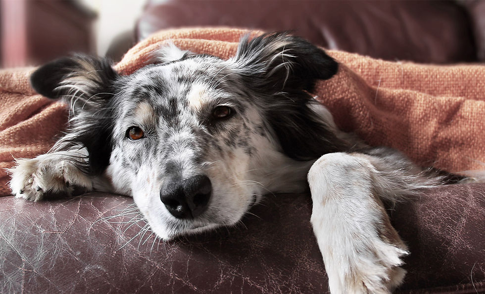 A black and white dog lays under a brown blanket on a sofa.