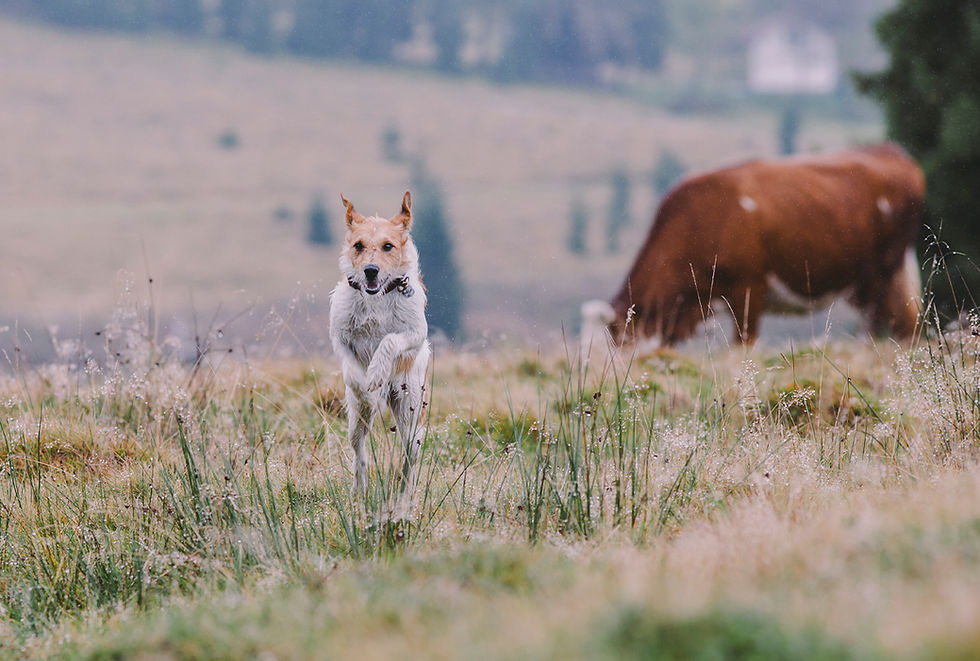 A dog runs through a pasture as a cow grazes in the background.