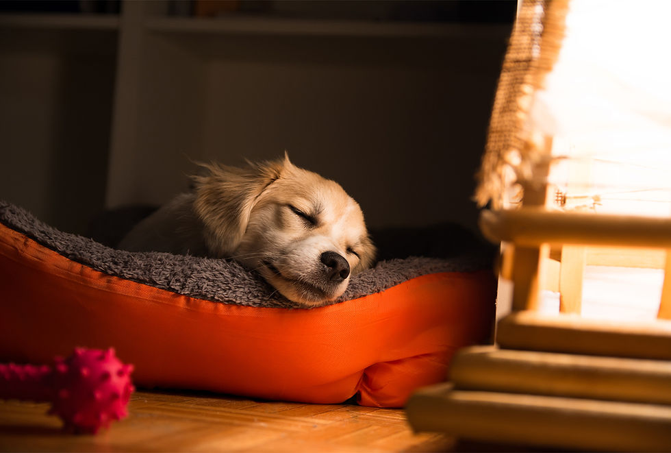 A golden lab puppy sits on a dog bed near a warm fireplace. 