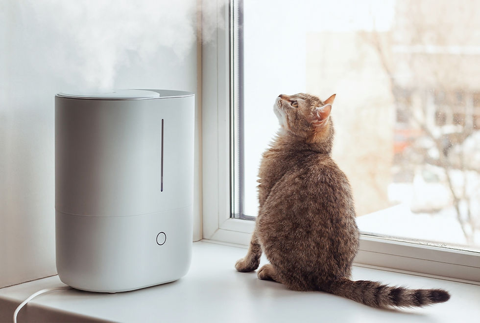 A cat with a broken tail sits on a window sill near an air humidifier.