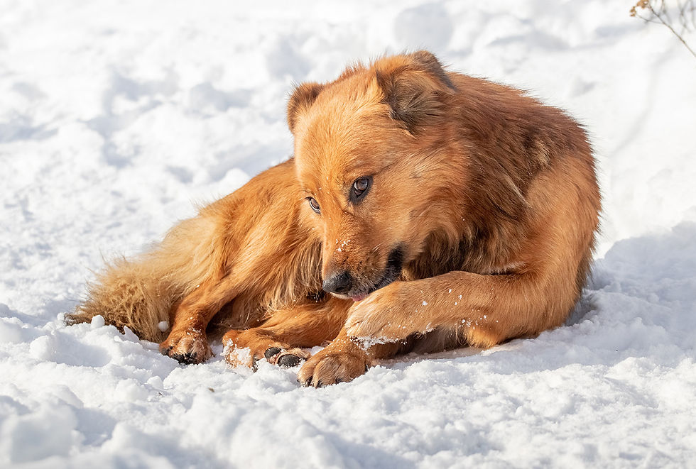 A golden retriever lays in the snow, licking his paw.