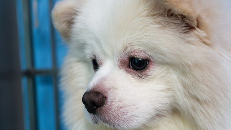 A white dog with a skin infection around the eyes.