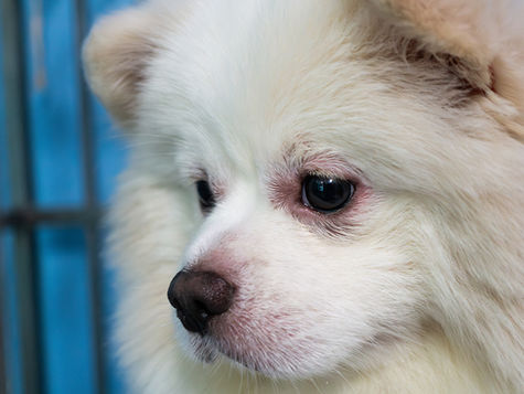 A white dog with a skin infection around the eyes.