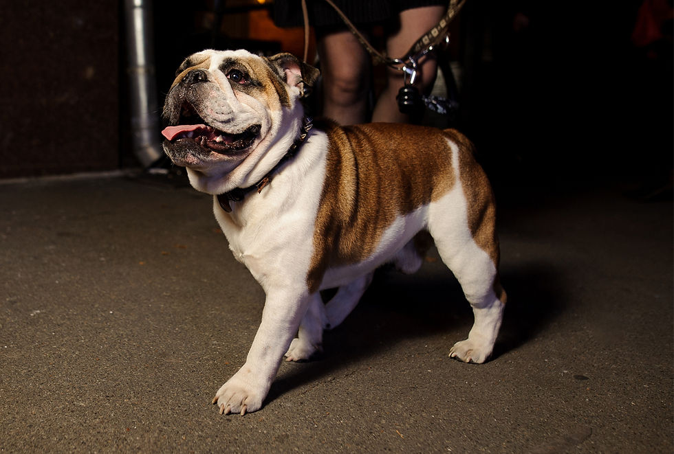 A brown and white bulldog in a spiked collar walks on the pavement in the dark.