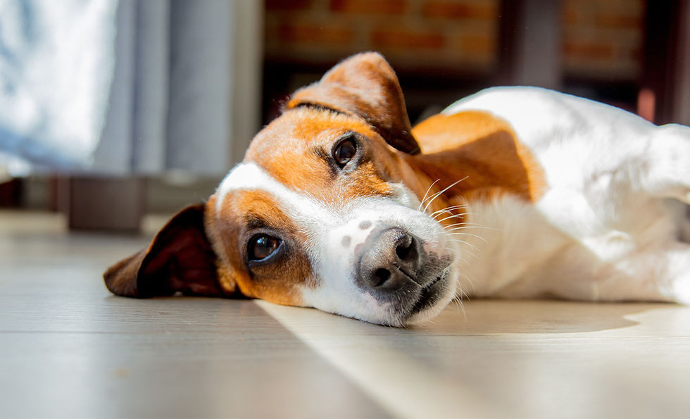A dog with floppy.ears lays on its side on a floor in a home