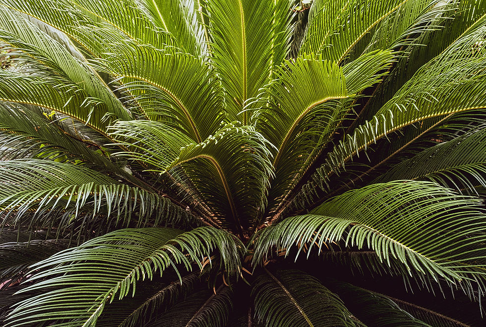 A sago palm tree.