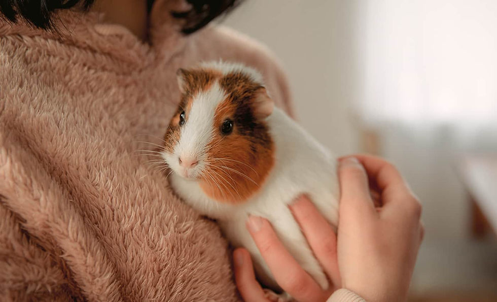 A person holds a guinea pig against their chest.