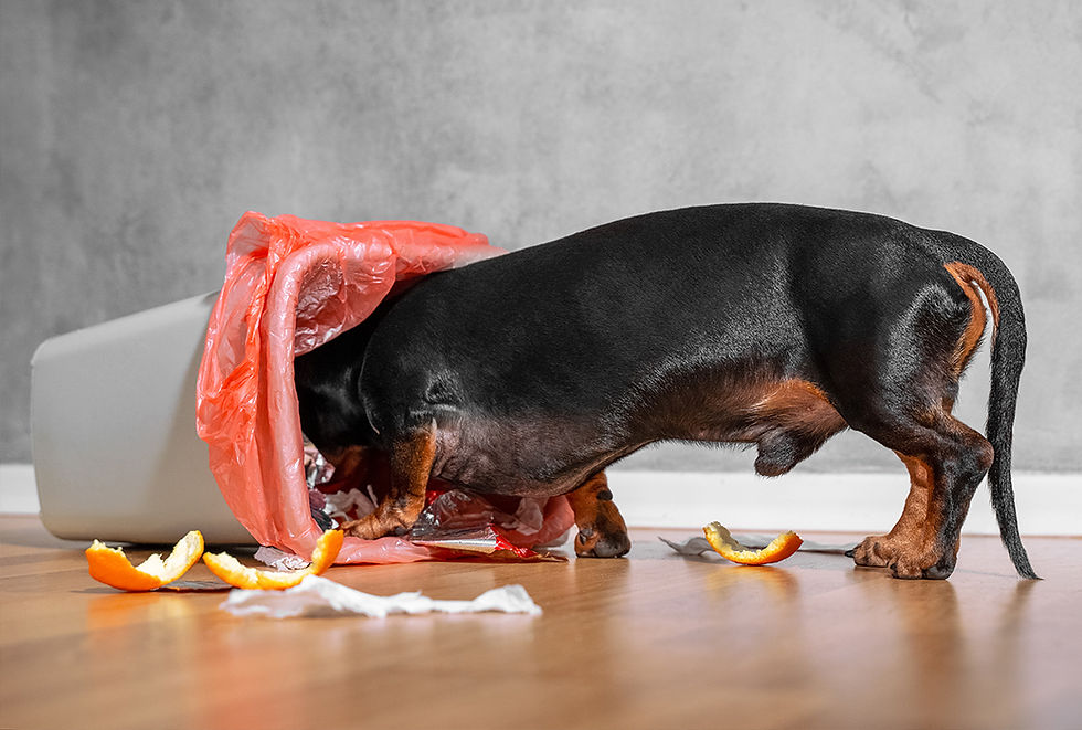 A dog is exploring an overturned trashcan head first.