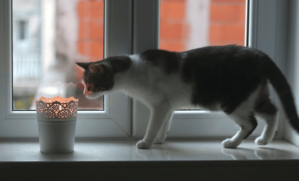 A gray and white cat on a window sill stands near a lit candle holder.