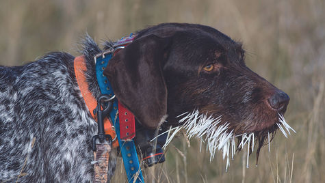 A dog standing in grass has porcupine quills stuck to its face.