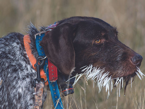 A dog standing in grass has porcupine quills stuck to its face.