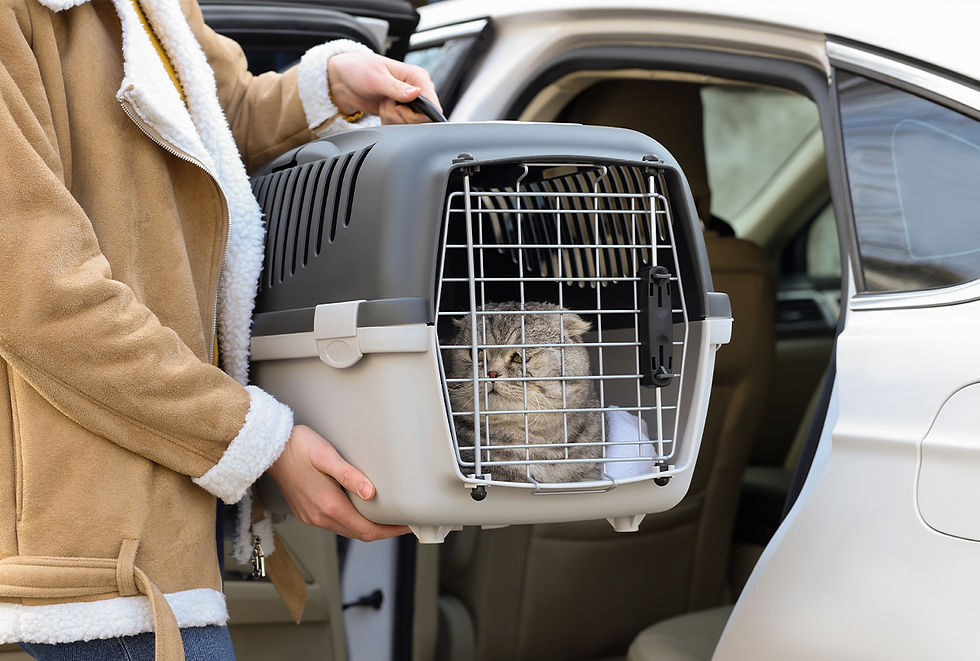A pet parent places a cat in a cat carrier inside a car.