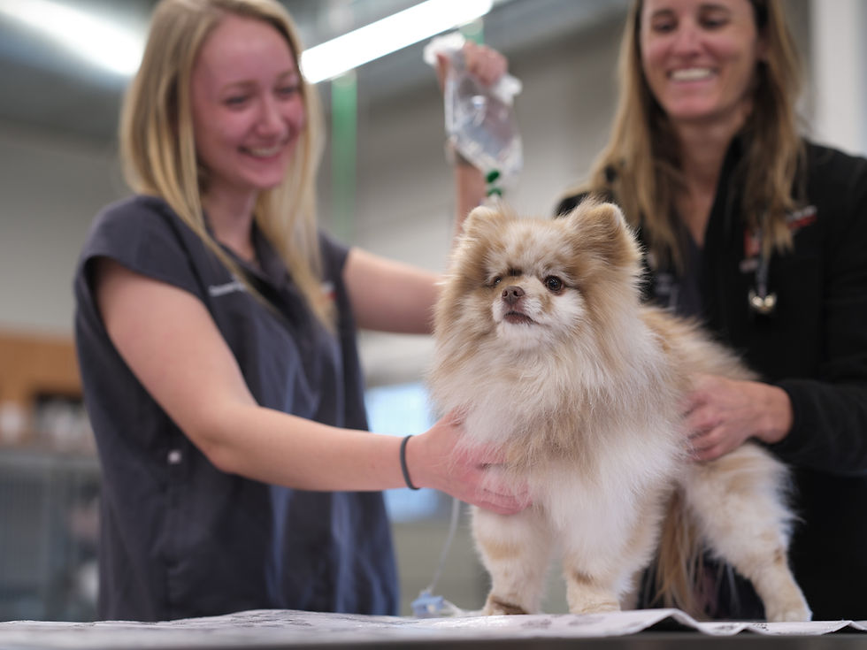 A Pomeranian dog is examined on a vet table by smiling veterinarians at VEG ER for Pets