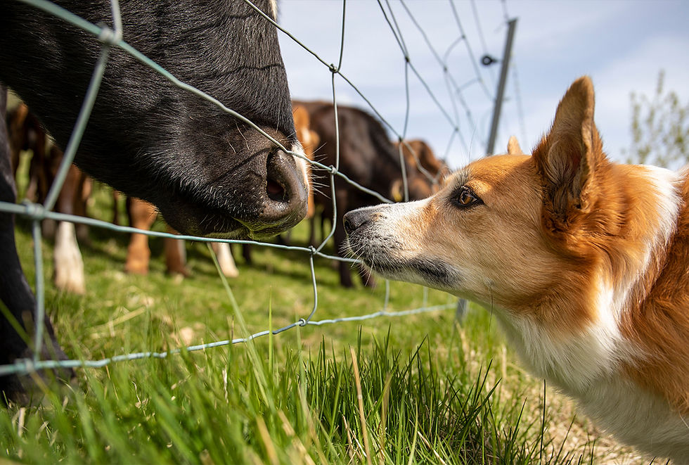 A dog outdoors looks at a cow nose-to-nose through a steel fence.