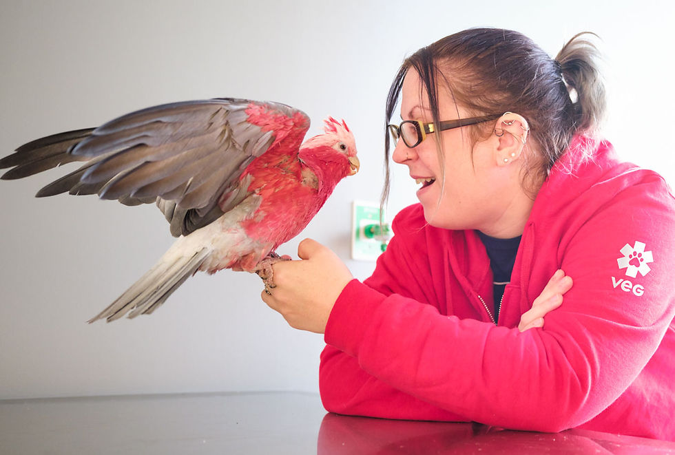 A vet at VEG ER for Pets holds a red, white, and black parrot in her hand.