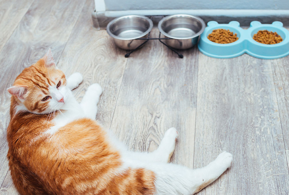 An orange cat rests near bowls of water and food.
