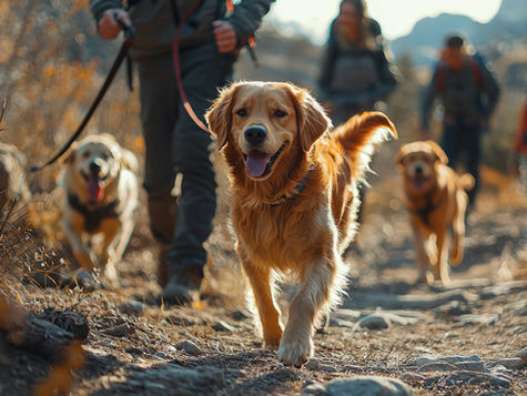 Dogs on a hiking trail
