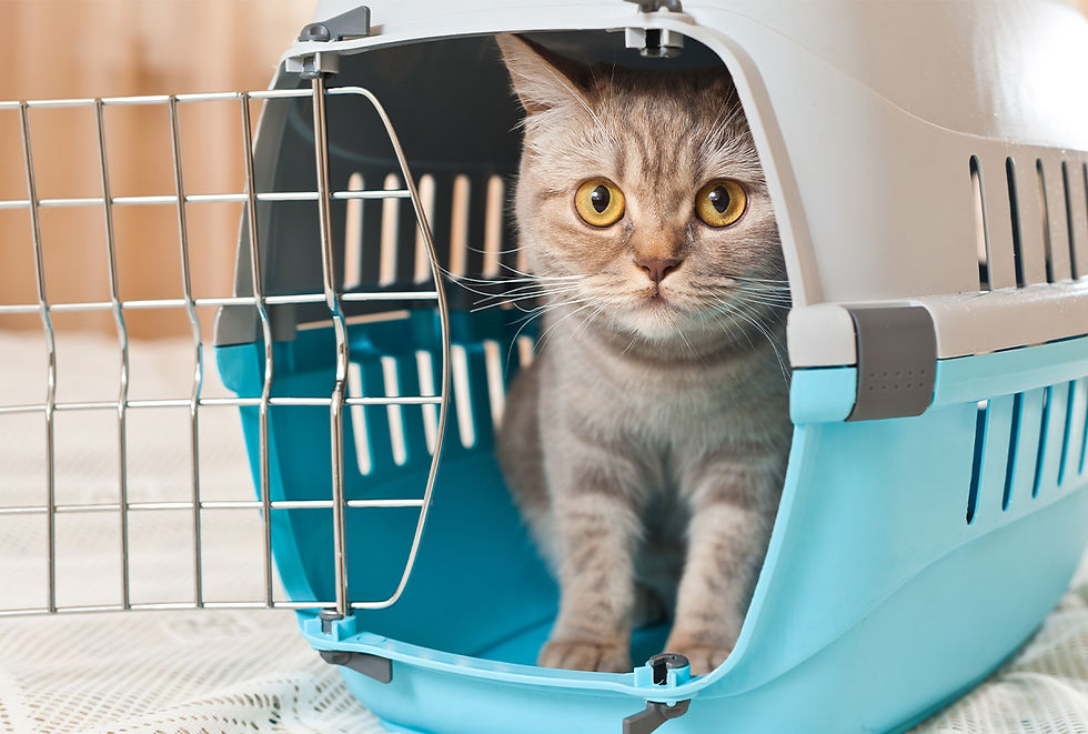A cat sits in a blue and gray travel carrier. 