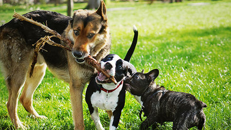Three dogs playing outside in a yard.