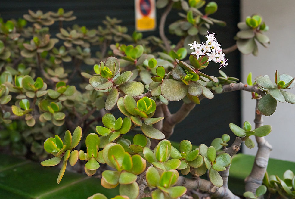 A flowering jade plant is shown, which is poisonous to cats. 
