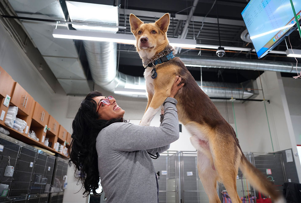 A dog blood donor stands on an exam table as their smiling owner supports them.