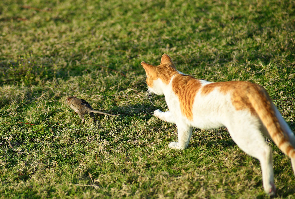 An orange and white cat chases a rat across grass.