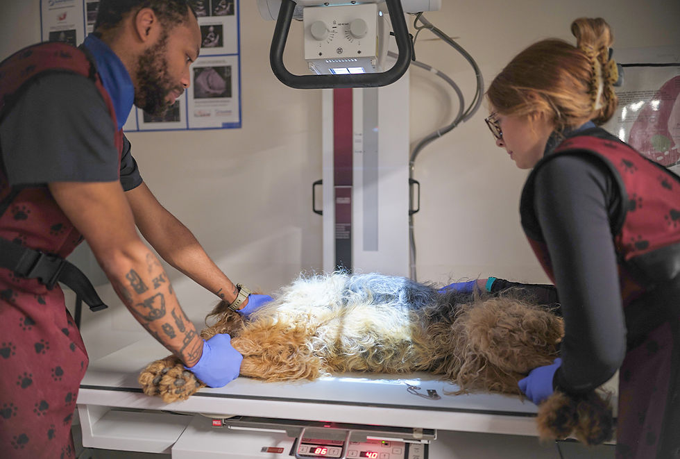 A dog lays on an x-ray table as two vet techs check for pneumonia.