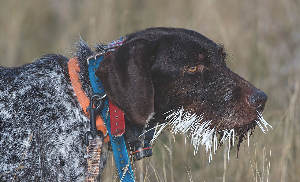 A dog standing in tall grass has white porcupine quills stuck underneath its mouth. 