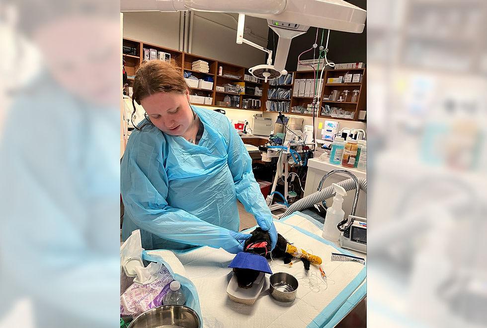 A vet assistant in a surgery gown helps a dog in a surgical collar drink water within the animal hospital.