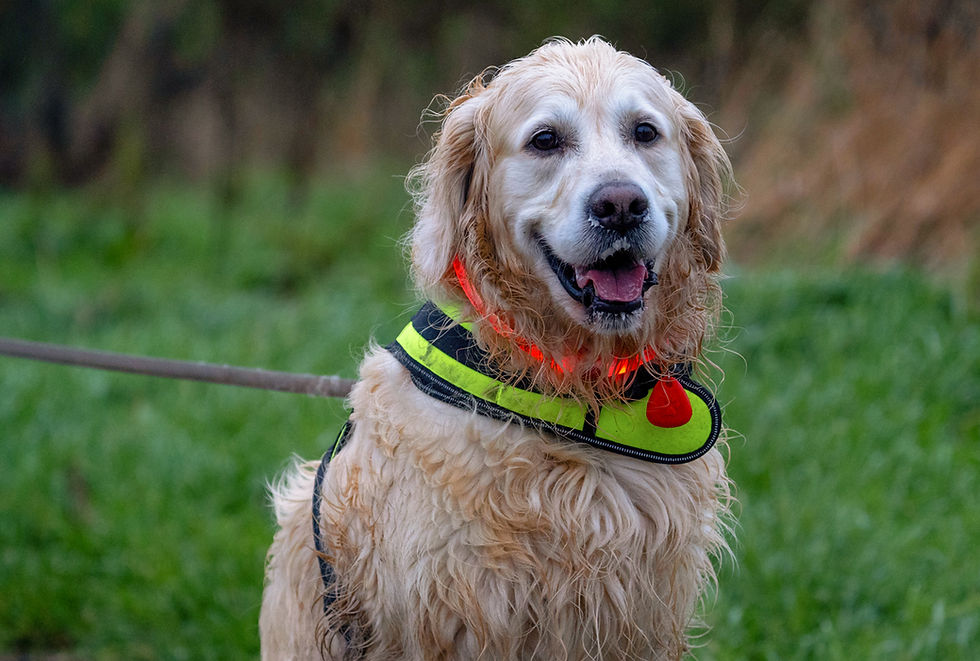 A white and rust colored dog on a leash sits at a dog park.