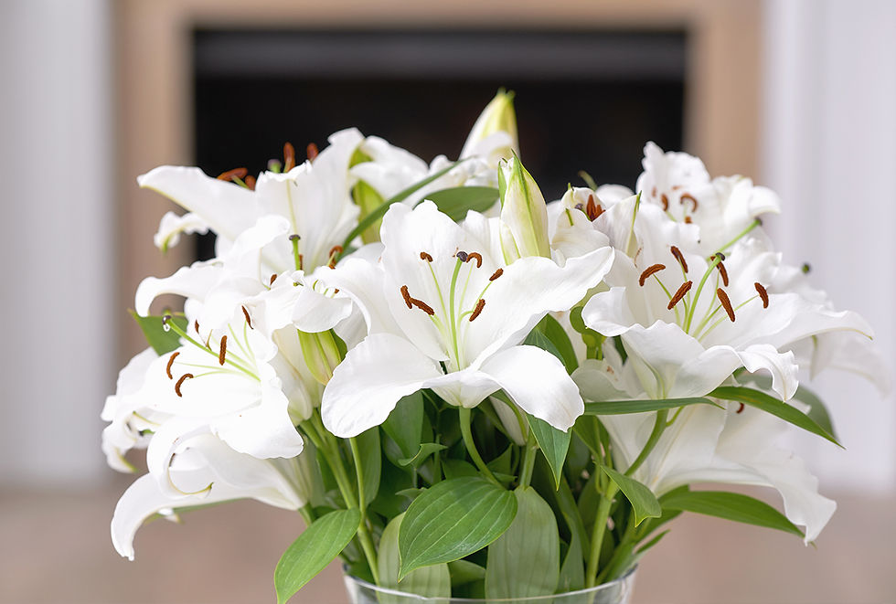 White lily flowers in a vase.