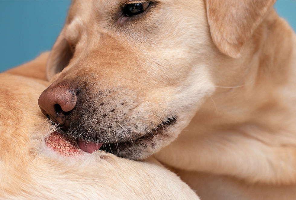 A dog with a skin condition licks the affected area.