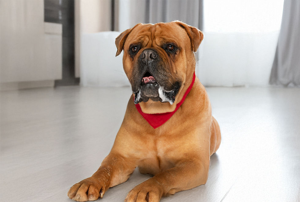 A boxer dog with a red bandana around its neck lays on a floor with excessive drool on its mouth.