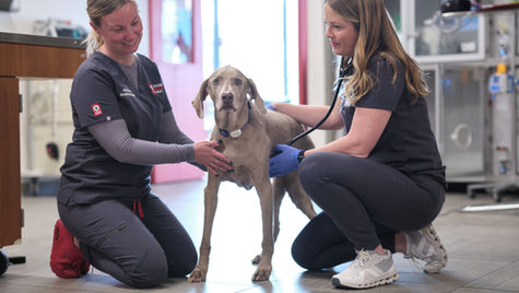 Can Dogs Eat Cranberries? 
