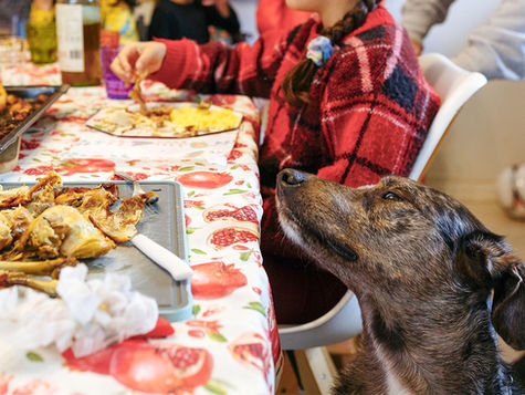 A dog looks at a tray of chicken on a table.
