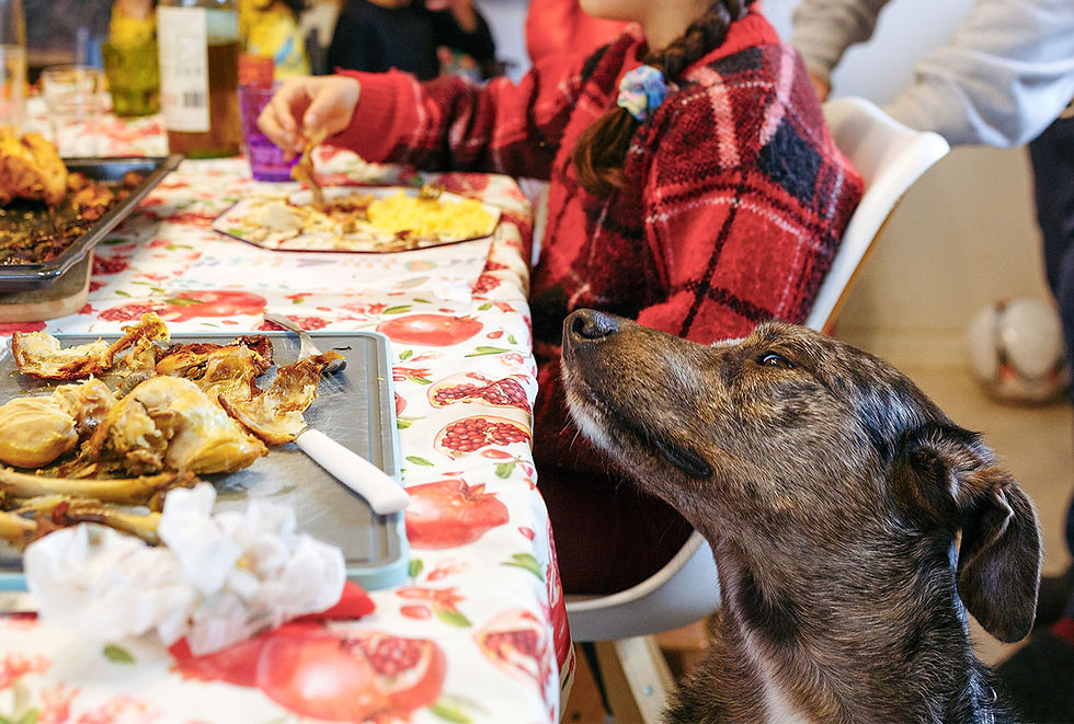 Salt Toxicity in Dogs: When Too Much Salt Becomes an Emergency 