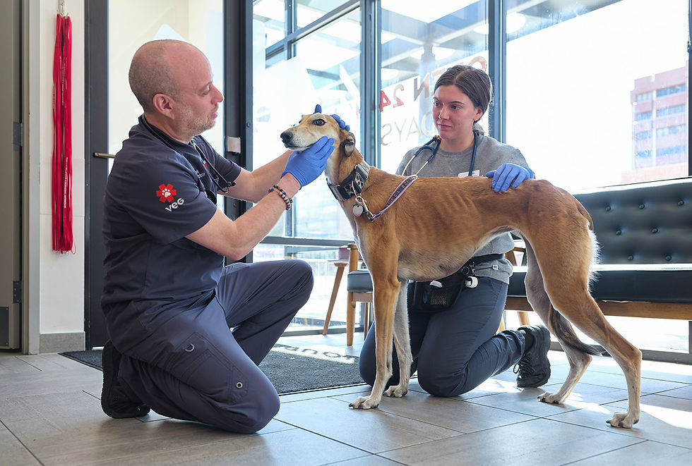 Two vets kneel on the floor to treat a Greyhound dog at VEG ER for Pets.