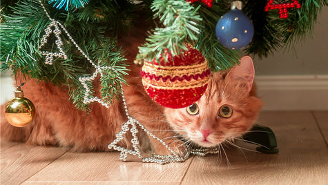 An orange tabby cat lays on a floor looking up at a Christmas tree with ornaments on it