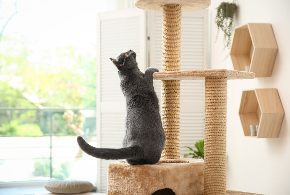 A gray cat on a cat climber looks upward. 