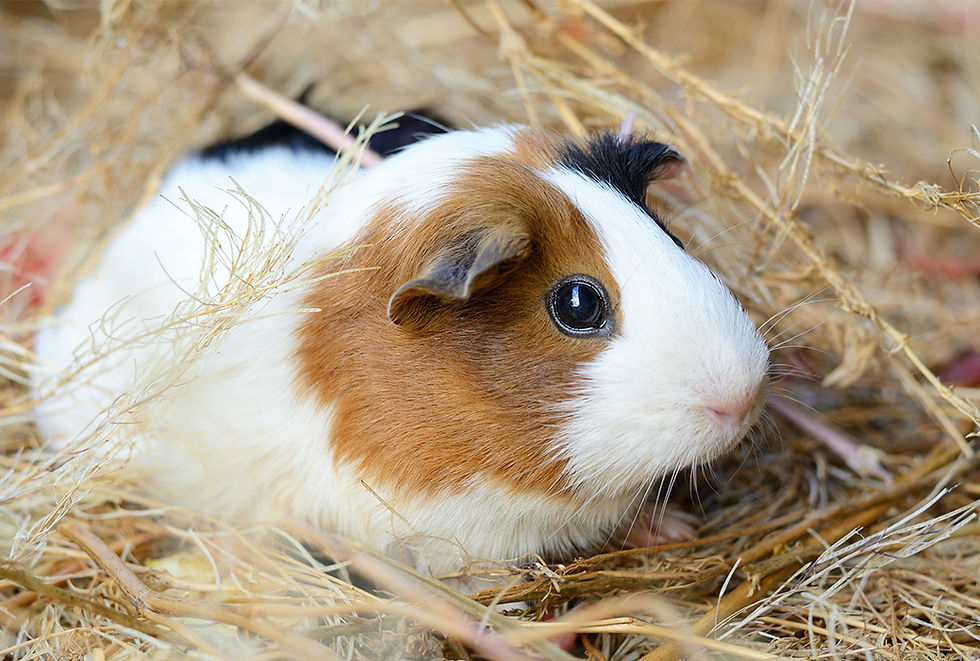 A brown and white gerbil sits in a bed of hay.