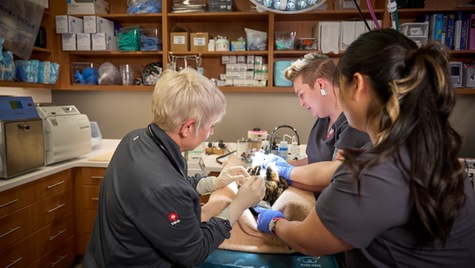 Veterinary nurses treat a patient.