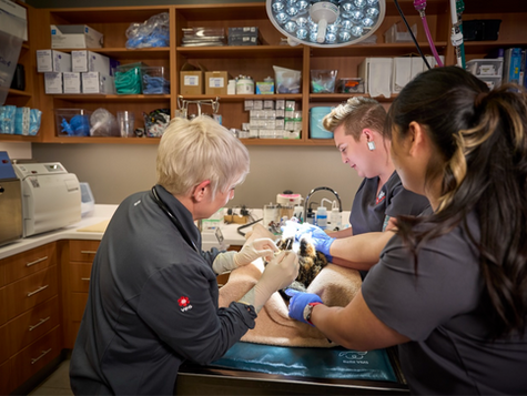 Veterinary nurses treat a patient.