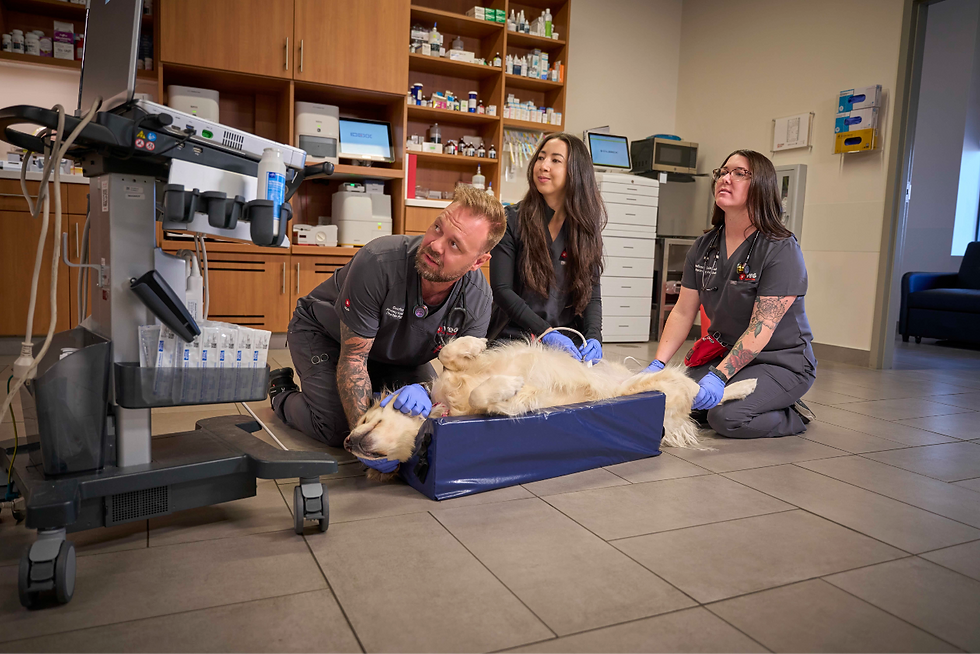 A vet tech and veterinary nurses sit on the hospital floor to perform a test on a dog.