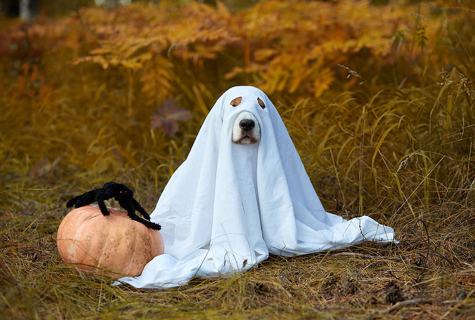 A dog wearing a ghost costume sits among hay and a pumpkin