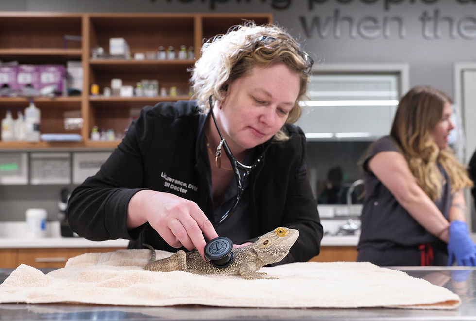 A vet at VEG ER for Pets holds a stethoscope on a bearded dragon.