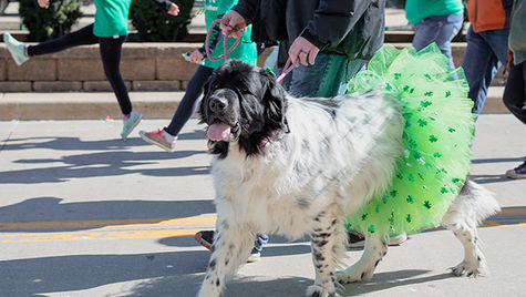 A dog wearing a tutu walks in a parade