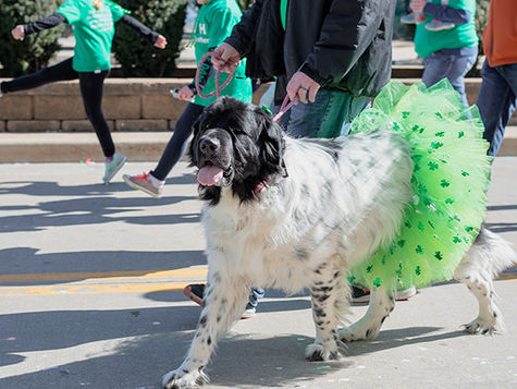 A dog wearing a tutu walks in a parade